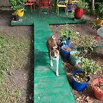 Green Garden View