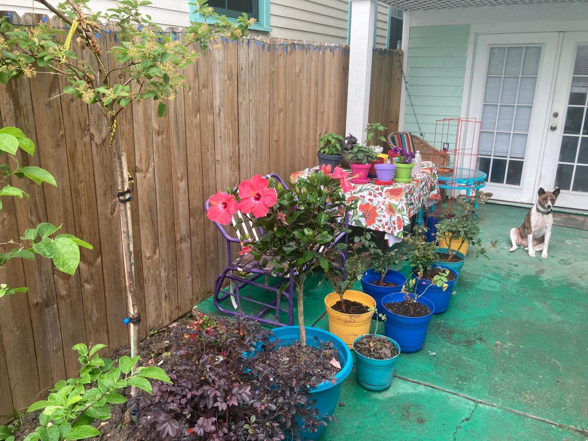 Garden View Apartment